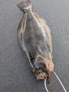 ソゲの釣果