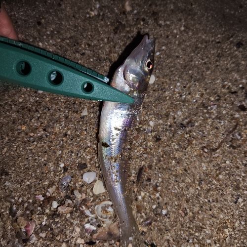 キスの釣果