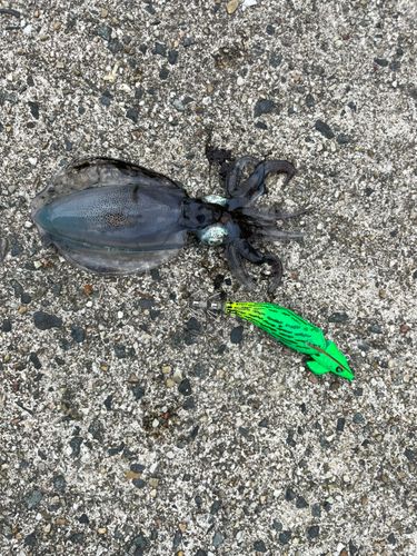 アオリイカの釣果