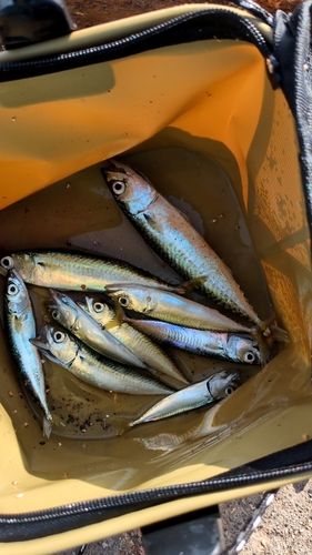 サバの釣果