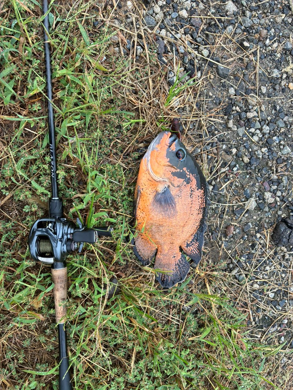 タイガーオスカー