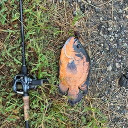 タイガーオスカー