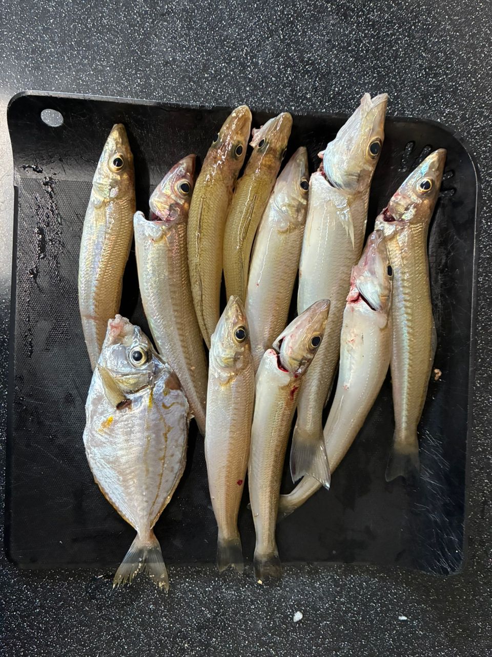 シロギス