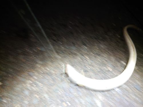 ニホンウナギの釣果
