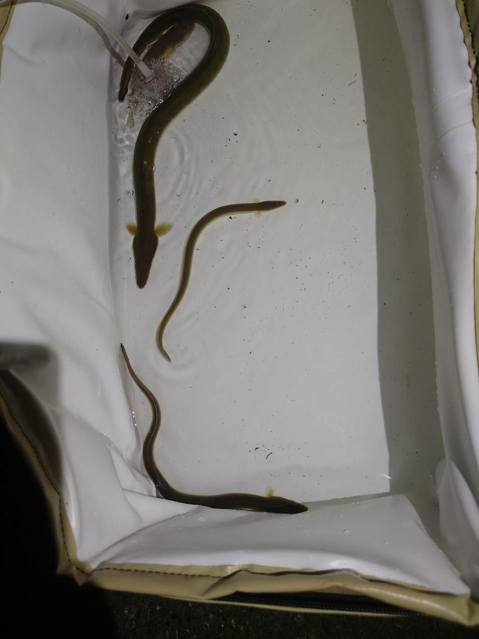 ニホンウナギ