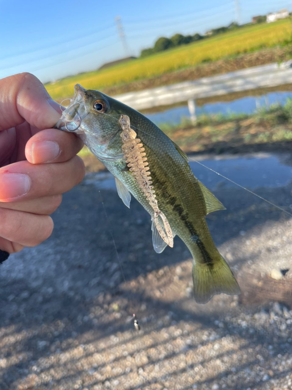 ラージマウスバス