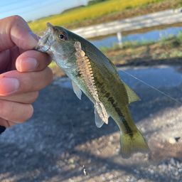 ラージマウスバス