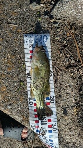 ラージマウスバスの釣果