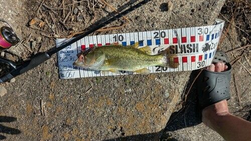 ラージマウスバスの釣果