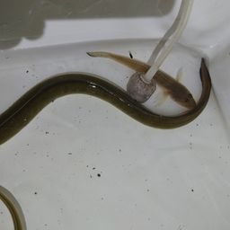 マハゼ