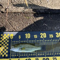 ラージマウスバス