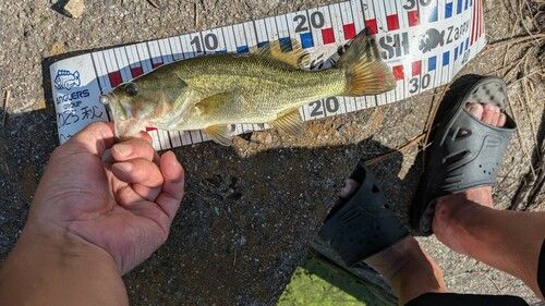 ラージマウスバスの釣果