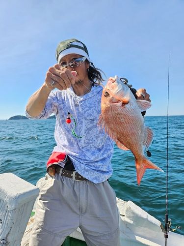 マダイの釣果