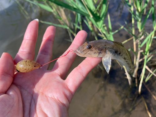 マハゼの釣果