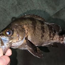 メバル