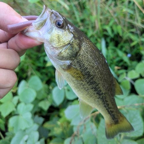 ラージマウスバスの釣果