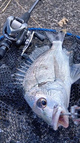 キビレの釣果