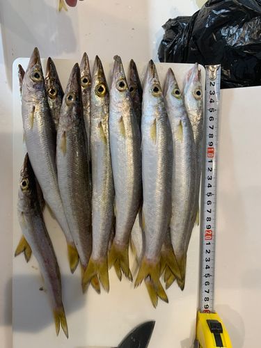 カマスの釣果