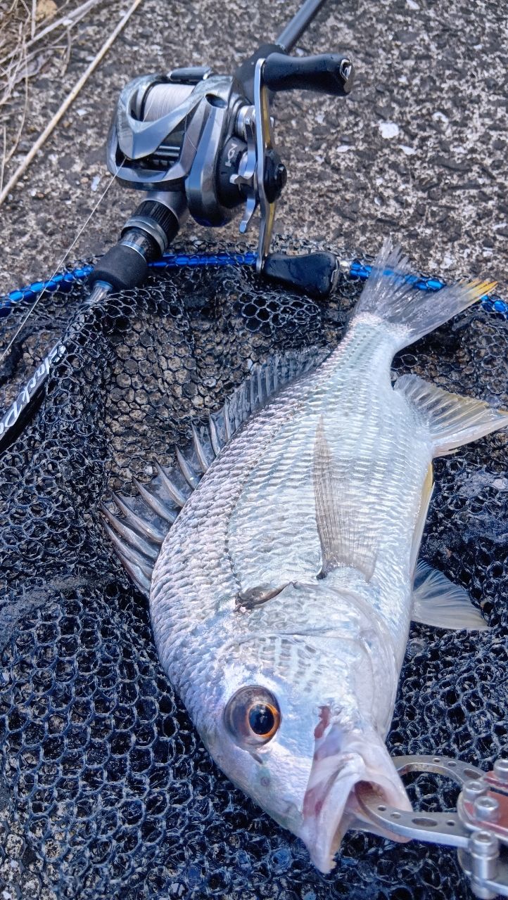 16’アルデバラン　BFS XG LEFT シマノ シマノ(SHIMANO) 16アルデバラン BFS XG LEFT(左) アルデバラン