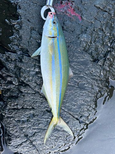 ツムブリの釣果