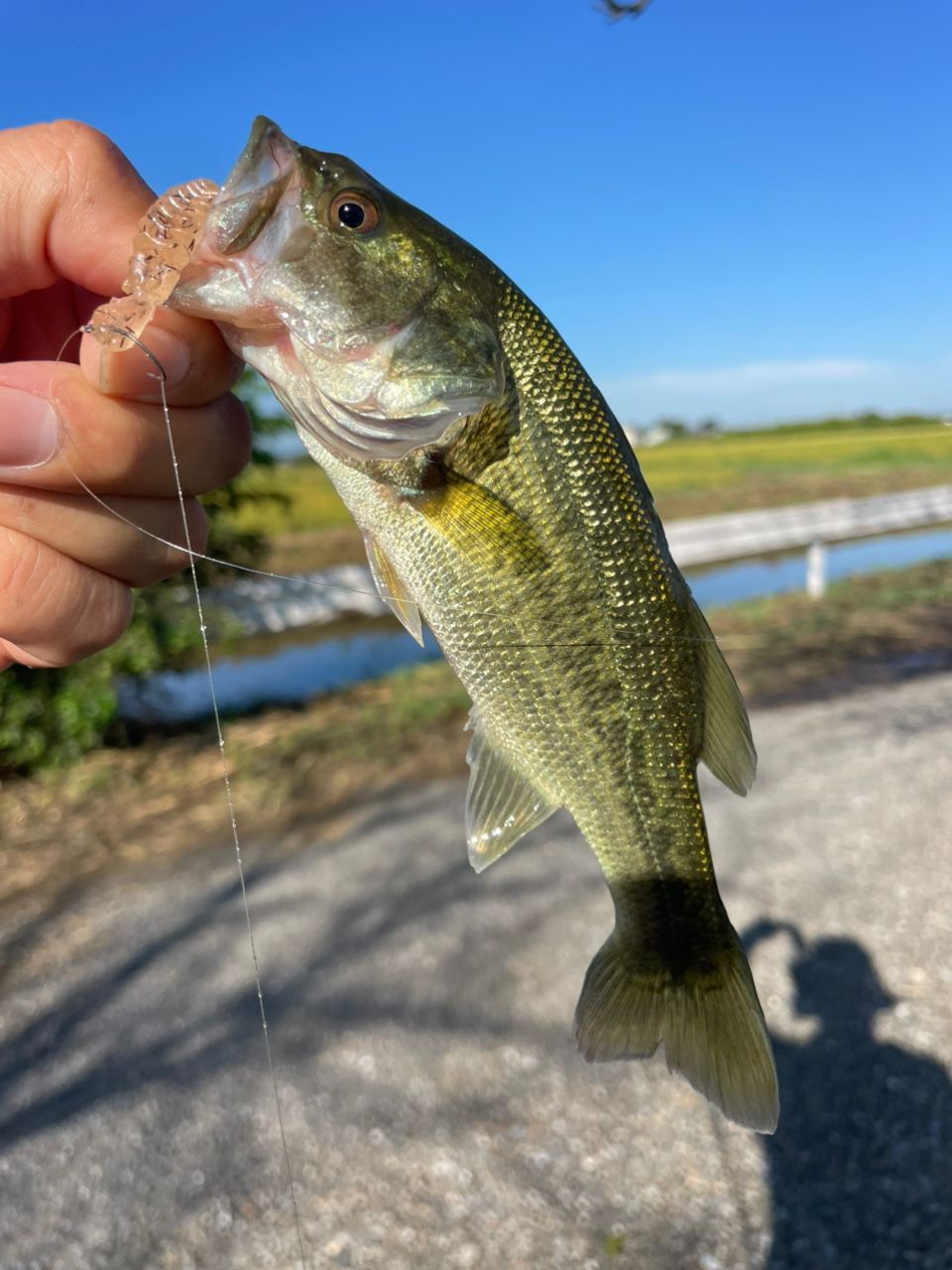 ラージマウスバス