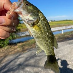 ラージマウスバス