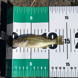 ラージマウスバス