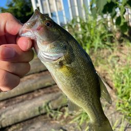 ラージマウスバス