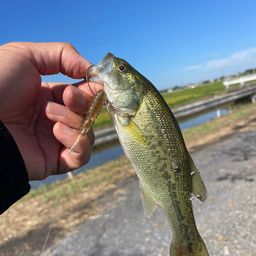 ラージマウスバス