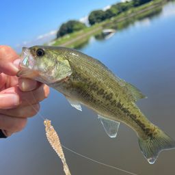 ラージマウスバス