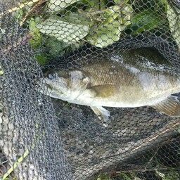 スモールマウスバス