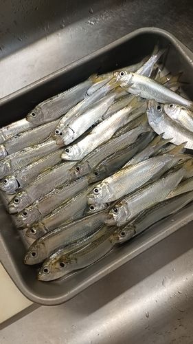 サッパの釣果