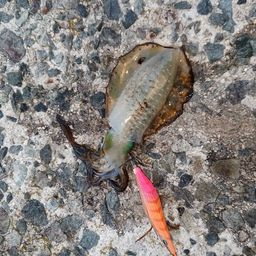 アオリイカ
