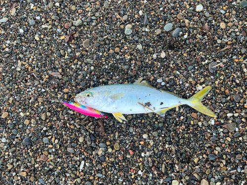 フクラギの釣果