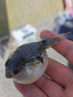 フグの釣果