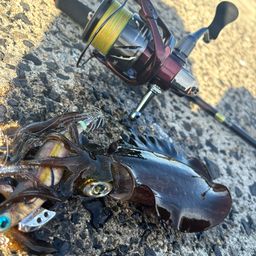 アオリイカ
