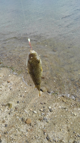 クサフグの釣果