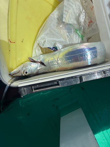 タチウオの釣果