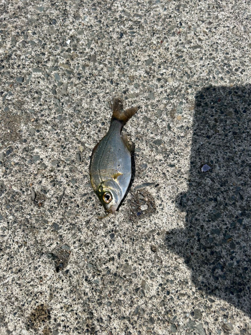 ウミタナゴ
