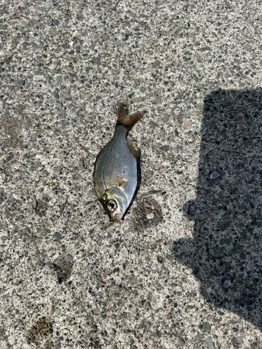 ウミタナゴの釣果