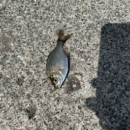 ウミタナゴ