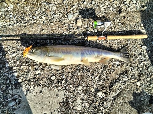 アキアジの釣果