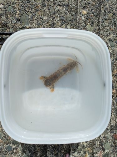 シャコの釣果