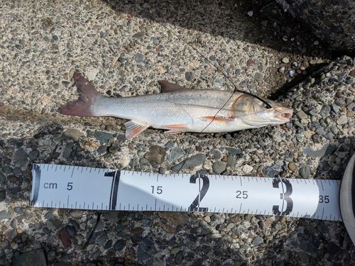 ウグイの釣果