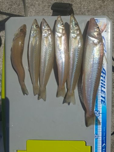 シロギスの釣果
