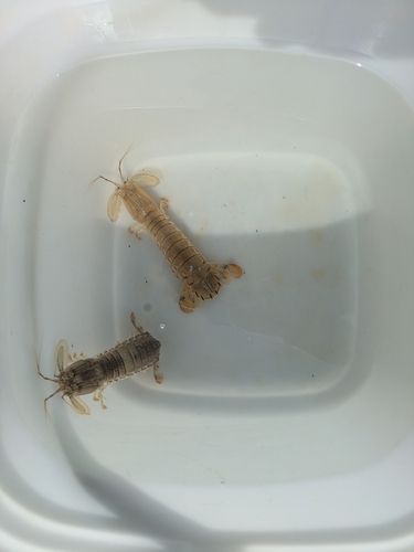 石狩湾新港