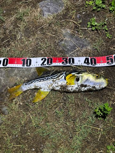 フグの釣果