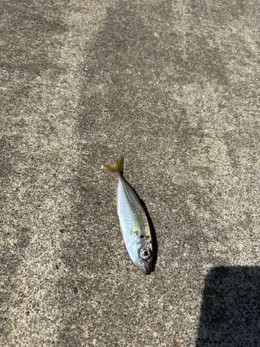 大船渡湾