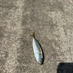 アジ