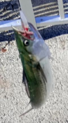 サゴシの釣果